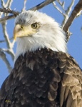 American Bald Eagle 1829